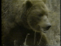 Ronald Reagan 1984 TV Ad "Bear"
